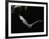 Long Fingered Bat in Flight (Myotis Capaccinii) Europe-null-Framed Photographic Print