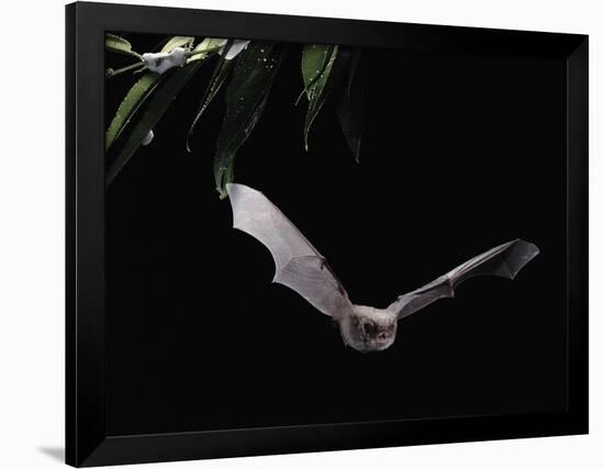 Long Fingered Bat in Flight (Myotis Capaccinii) Europe-null-Framed Photographic Print