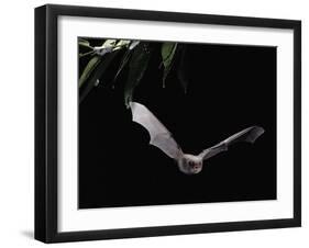 Long Fingered Bat in Flight (Myotis Capaccinii) Europe-null-Framed Photographic Print