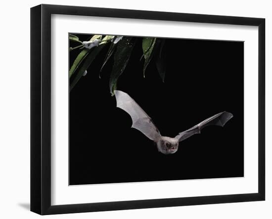 Long Fingered Bat in Flight (Myotis Capaccinii) Europe-null-Framed Photographic Print