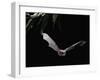 Long Fingered Bat in Flight (Myotis Capaccinii) Europe-null-Framed Photographic Print