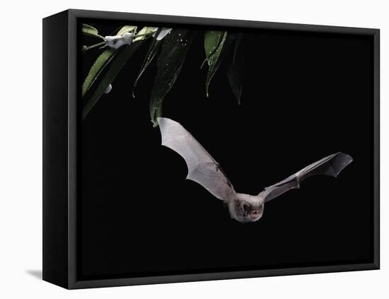 Long Fingered Bat in Flight (Myotis Capaccinii) Europe-null-Framed Stretched Canvas