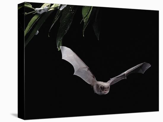 Long Fingered Bat in Flight (Myotis Capaccinii) Europe-null-Stretched Canvas