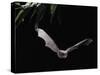 Long Fingered Bat in Flight (Myotis Capaccinii) Europe-null-Stretched Canvas