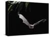 Long Fingered Bat in Flight (Myotis Capaccinii) Europe-null-Stretched Canvas