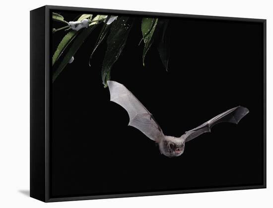 Long Fingered Bat in Flight (Myotis Capaccinii) Europe-null-Framed Stretched Canvas