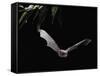 Long Fingered Bat in Flight (Myotis Capaccinii) Europe-null-Framed Stretched Canvas