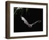 Long Fingered Bat in Flight (Myotis Capaccinii) Europe-null-Framed Photographic Print