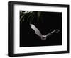 Long Fingered Bat in Flight (Myotis Capaccinii) Europe-null-Framed Photographic Print