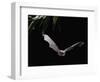 Long Fingered Bat in Flight (Myotis Capaccinii) Europe-null-Framed Photographic Print