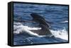 Long-Finned Pilot Whales-DLILLC-Framed Stretched Canvas