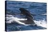 Long-Finned Pilot Whales-DLILLC-Stretched Canvas