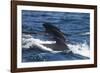 Long-Finned Pilot Whales-DLILLC-Framed Photographic Print