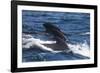 Long-Finned Pilot Whales-DLILLC-Framed Photographic Print