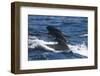 Long-Finned Pilot Whales-DLILLC-Framed Photographic Print