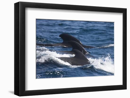 Long-Finned Pilot Whales-DLILLC-Framed Photographic Print
