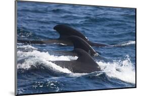 Long-Finned Pilot Whales-DLILLC-Mounted Photographic Print