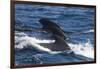 Long-Finned Pilot Whales-DLILLC-Framed Photographic Print