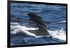 Long-Finned Pilot Whales-DLILLC-Framed Photographic Print