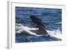 Long-Finned Pilot Whales-DLILLC-Framed Photographic Print