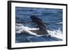 Long-Finned Pilot Whales-DLILLC-Framed Photographic Print