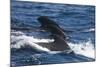 Long-Finned Pilot Whales-DLILLC-Mounted Photographic Print