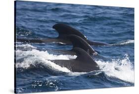 Long-Finned Pilot Whales-DLILLC-Stretched Canvas