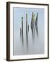 Long Forgotten-Craig Roberts-Framed Photographic Print