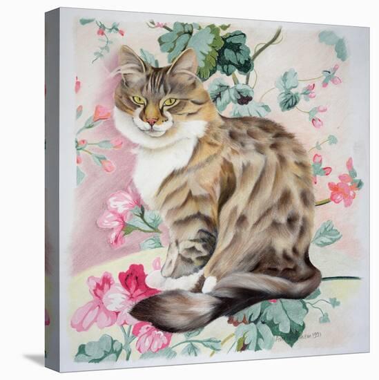 Long Hair Tabby-Anne Robinson-Stretched Canvas