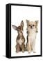 Long-Haired and Short-Haired Chihuahua in Studio-null-Framed Stretched Canvas