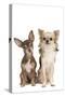 Long-Haired and Short-Haired Chihuahua in Studio-null-Stretched Canvas