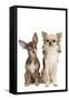 Long-Haired and Short-Haired Chihuahua in Studio-null-Framed Stretched Canvas