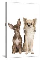 Long-Haired and Short-Haired Chihuahua in Studio-null-Stretched Canvas