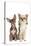 Long-Haired and Short-Haired Chihuahua in Studio-null-Stretched Canvas