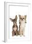 Long-Haired and Short-Haired Chihuahua in Studio-null-Framed Photographic Print