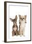Long-Haired and Short-Haired Chihuahua in Studio-null-Framed Photographic Print