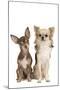 Long-Haired and Short-Haired Chihuahua in Studio-null-Mounted Photographic Print