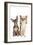 Long-Haired and Short-Haired Chihuahua in Studio-null-Framed Photographic Print