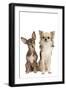 Long-Haired and Short-Haired Chihuahua in Studio-null-Framed Photographic Print