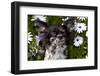 Long-Haired Chihuahua Among Daisies, Southern California, USA-Lynn M^ Stone-Framed Photographic Print