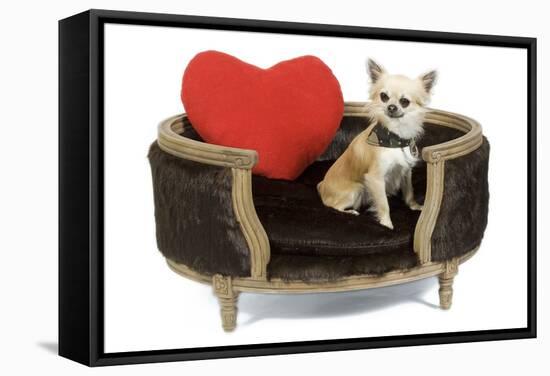 Long-Haired Chihuahua in Studio in Bed-null-Framed Stretched Canvas