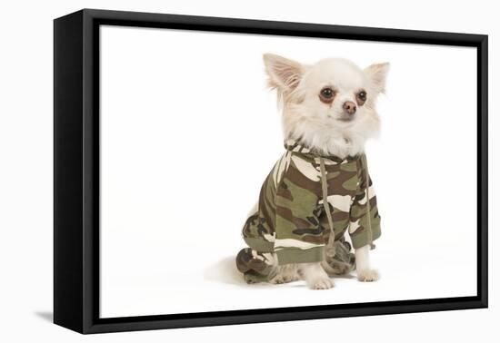 Long-Haired Chihuahua in Studio Wearing Camouflage-null-Framed Stretched Canvas