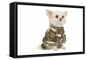 Long-Haired Chihuahua in Studio Wearing Camouflage-null-Framed Stretched Canvas