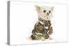 Long-Haired Chihuahua in Studio Wearing Camouflage-null-Stretched Canvas