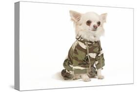 Long-Haired Chihuahua in Studio Wearing Camouflage-null-Stretched Canvas