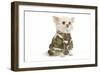 Long-Haired Chihuahua in Studio Wearing Camouflage-null-Framed Photographic Print