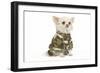 Long-Haired Chihuahua in Studio Wearing Camouflage-null-Framed Photographic Print
