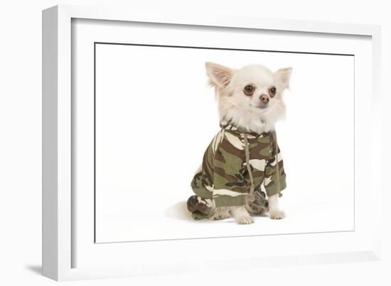Long-Haired Chihuahua in Studio Wearing Camouflage-null-Framed Photographic Print