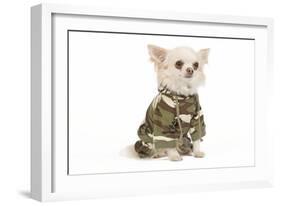 Long-Haired Chihuahua in Studio Wearing Camouflage-null-Framed Photographic Print