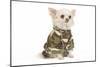 Long-Haired Chihuahua in Studio Wearing Camouflage-null-Mounted Photographic Print